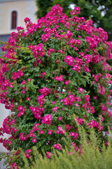 Rosengarten, Rose, Rosen rot, Rosen lila, Rosen, Rosen pink, Blumen, Rosenbogen, Salbei, Biene, Strauchrosen, Garten, Hochzeit, Edelrosen