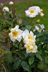 Rosengarten, Rose, Rosen rot, Rosen lila, Rosen, Rosen pink, Blumen, Rosenbogen, Salbei, Biene,...
