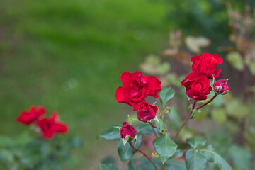 Rosengarten, Rose, Rosen rot, Rosen lila, Rosen, Rosen pink, Blumen, Rosenbogen, Salbei, Biene, Strauchrosen, Garten, Hochzeit, Edelrosen