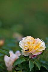 Rosengarten, Rose, Rosen rot, Rosen lila, Rosen, Rosen pink, Blumen, Rosenbogen, Salbei, Biene, Strauchrosen, Garten, Hochzeit, Edelrosen