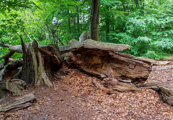 Fototapeta premium Landschaft am Hellsee in Lanke, Bernau, Brandenburg, Deutschland
