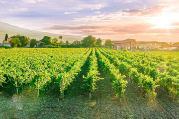 rows of wineyard with grape on a winery during sunset, panoramic view of wine farm with grape plantation in Italy