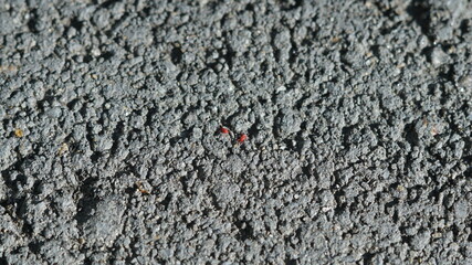 Two tiny red mites on the rough surface of asphalt