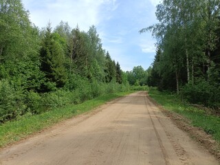 Road in forest in Siauliai county during sunny summer day. Oak and birch tree woodland. Sunny day with white clouds in blue sky. Bushes are growing in woods. Sandy road. Nature. Summer season. Miskas.