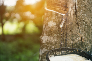 The rubber tree that was tapped Latex that is flowing down in the supporting container