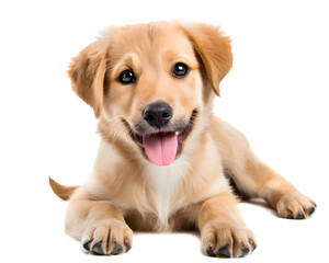 Fototapeta premium Dog puppy isolated on white background