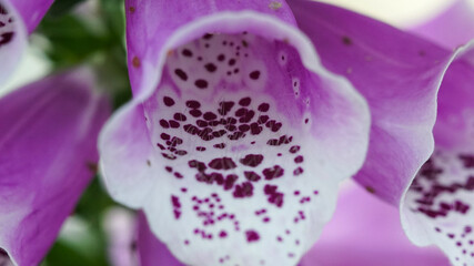Macro photography of foxglove flower © shufilm