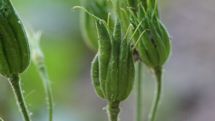 Macro photography of flower buds of Aquilegia