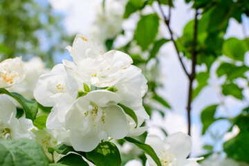 Fresh delicate white flowers and green leaves of Philadelphus coronarius ornamental perennial plant, known as sweet mock orange or English dogwood, in a garden in a sunny summer day, beautiful outdoor