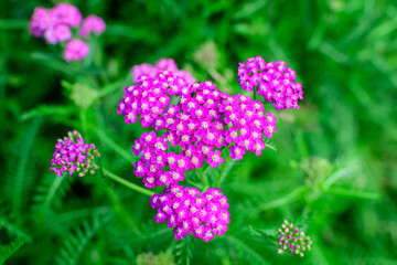 Fototapeta premium Close up of beautiful vivid pink magenta flowers of Achillea millefolium plant, commonly known as yarrow, in a garden in a sunny summer day.