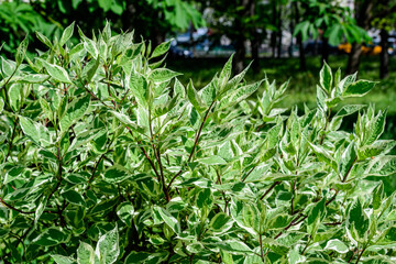 Many small vivid variegated green and white leaves on branches of Cornus Alba Elegantissima shrub.in a garden in a sunny spring day, beautiful outdoor botanical background with selective focus