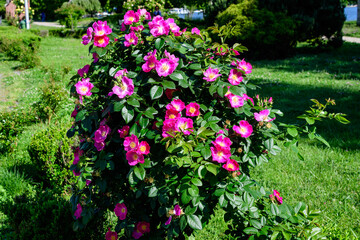 Large green bush with many fresh vivid pink roses and green leaves in a garden in a sunny summer day, beautiful outdoor floral background photographed with soft focus.