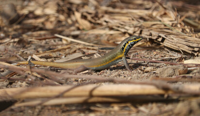 African five lined skink (Trachylepis quinquetaeniata)
