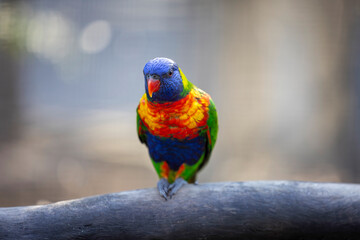 Vibrant, colorful Lorikeet bird standing on a branch in Australia