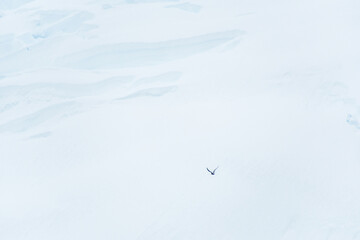 Telephoto of a flying Artic Tern - terna paradisaea- passing in front of a giant glacier front near Graham passage, close to Charlotte bay, on the Antarctic peninsula.