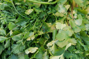 Green leaf vegetable parsley close up with stalks.