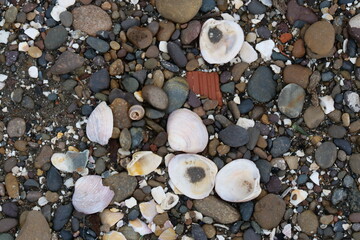 Stones pebbles and shells on black sand.