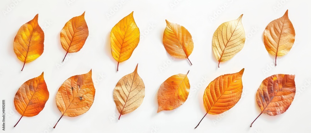 Sticker golden leaves on white background