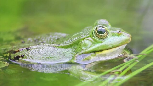 green frog croaking in pond