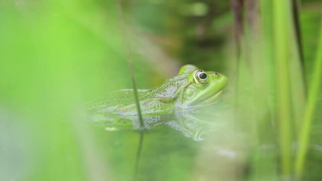 green frog croaking in pond