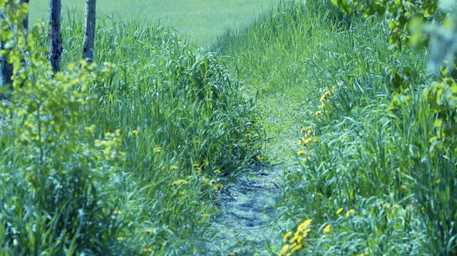 Nature: Poplar fluff blows in breeze, path leads to green grass meadow