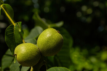 A pair of unripe green walnuts on the branch.