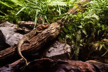 Shinisaurus Crocodilurus or Chinese Crocodile Lizard basking on a wooden log surrounded by green ferns and rocks creating a natural serene habitat scene