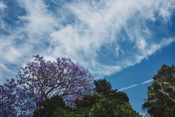 Jacaranda trees against cloudy summer sky