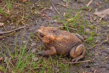 A fat, well-fed, dirty, beautiful brown frog in its natural environment.