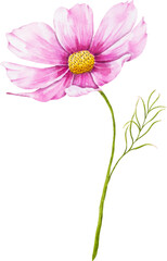 Watercolor of pink cosmea flowers