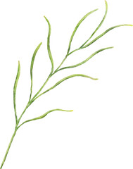Watercolor of cosmea leaves