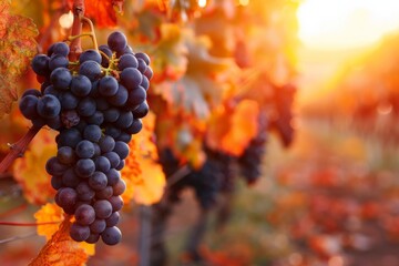 Grapes hanging vineyard cluster harvest agriculture