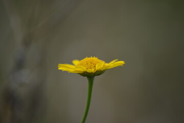 Gelbe Blume im Profil