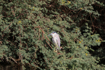 night heron on a branch of tree near river Nile in Aswan, Egypt