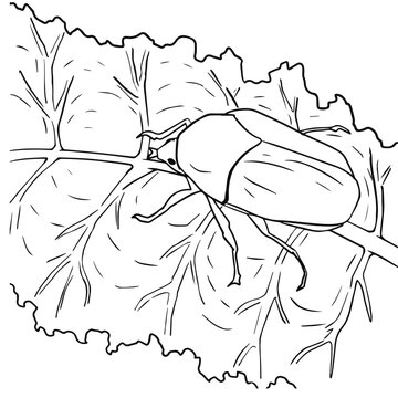 Green June Beetle