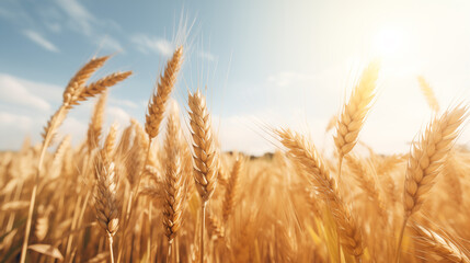 Fototapeta premium Background of Wheat fields ready to be harvested, Photo shot, Natural light day