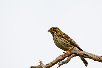 Songbird, gray ammer on a branch, Emberiza calandra