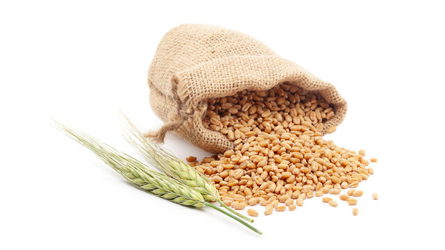 Close-up of Indian Organic Wheat Grains, (wheat berries) or caryopsis fruits, spilled out from a laying jute bag over a white background.