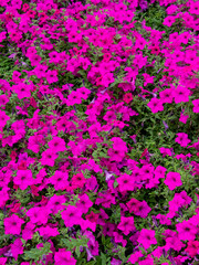 pink flowers in the garden
