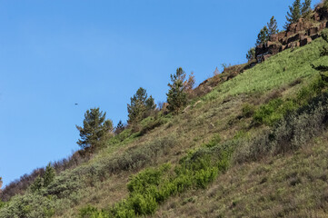 Fototapeta premium Mountain landscape with green grass and blue sky in the background. Bird in the sky. Wildlife of Eastern Siberia.