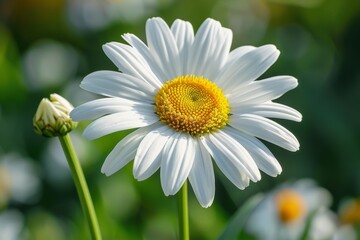 Obraz premium Single white flower, yellow center, field