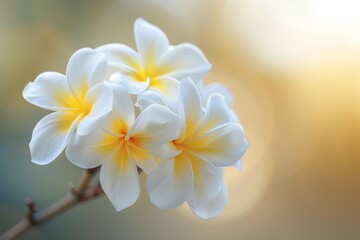 Fototapeta premium Pair of white and yellow blooms on twig
