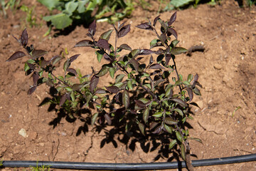Alternanthera dentata 'Brazilian Red Hots' that grows in the beautiful nature of Kurdistan, Iran
