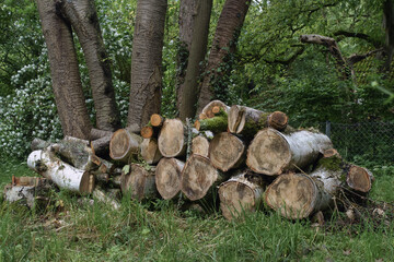 Garten im Juni, Birkenbaum gefällt