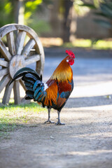 Vibrant, colorful Rooster with rustic farm background and wagon wheel in Australia