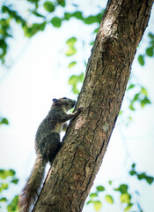 the squirrel  in the nature with dramatic tone
