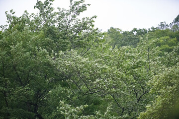 台風にあおられる木々の葉