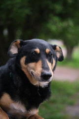 Funny and cute mixed breed dog looking at the camera on green grass background. Dog for adoption, waiting for pet parent. Vertical High quality photo