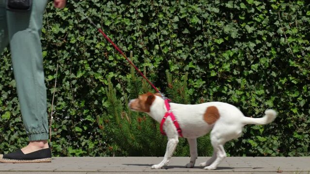 Dog pulling leash while walking on sunny day. Woman leads her pet at leash at sidewalk. Bad behavior of dog during a walk