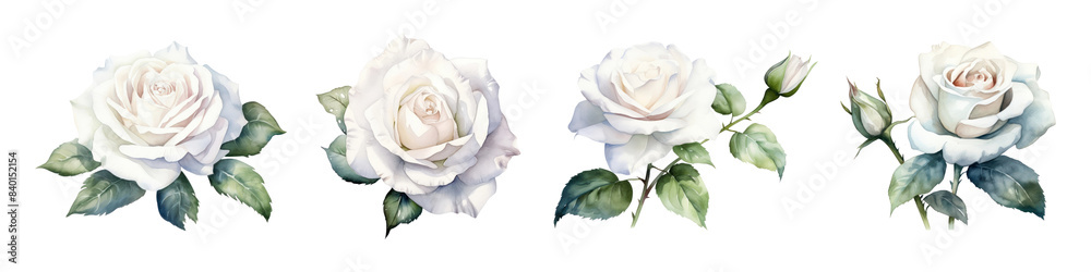 Wall mural Watercolor white rose png cut out element set